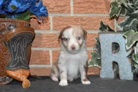 Kelcie #3, a male Australian Shepherd for sale in Canton, TX – 4 of 5