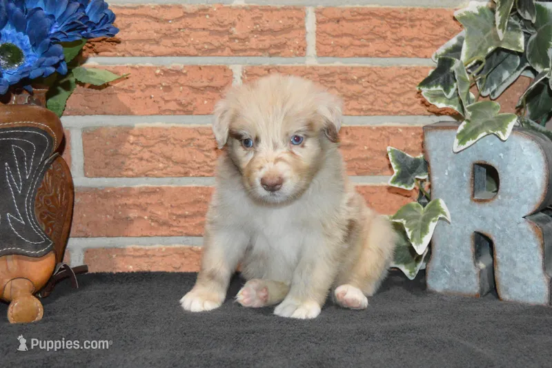 Roja #1 – Australian Shepherd puppy for sale in Canton, TX