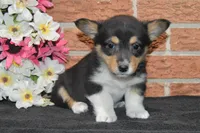 Babe #3, a female Pembroke Welsh Corgi for sale in Canton, TX – Photo 5 of 10