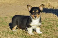 Babe #3, a female Pembroke Welsh Corgi for sale in Canton, TX – Photo 3 of 10