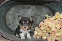 Babe #3, a female Pembroke Welsh Corgi for sale in Canton, TX – Photo 8 of 10