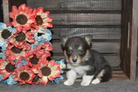 Babe #3, a female Pembroke Welsh Corgi for sale in Canton, TX – Photo 9 of 10