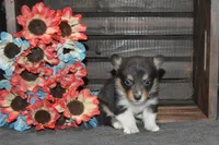 Babe #3, a female Pembroke Welsh Corgi for sale in Canton, TX – Photo 10 of 10