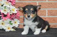 Babe #3, a female Pembroke Welsh Corgi for sale in Canton, TX – Photo 6 of 10