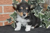 Babe #3, a female Pembroke Welsh Corgi for sale in Canton, TX – Photo 7 of 10