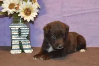 Onyx #7, a female Australian Shepherd for sale in Canton, TX – 3 of 4