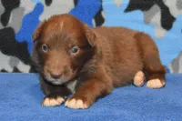 Onyx #3, a male Australian Shepherd for sale in Canton, TX – 4 of 4