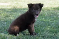 Onyx #8, a female Australian Shepherd for sale in Canton, TX – 4 of 10
