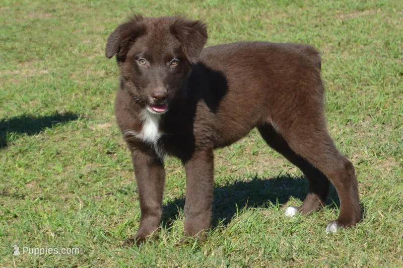 Onyx #7 – Australian Shepherd puppy for sale in Canton, TX