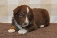 Kora #4, a male Australian Shepherd for sale in Canton, TX – 7 of 7