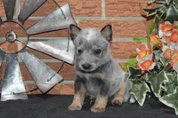 Zona #4, a male Australian Cattle Dog for sale in Canton, TX – 3 of 6