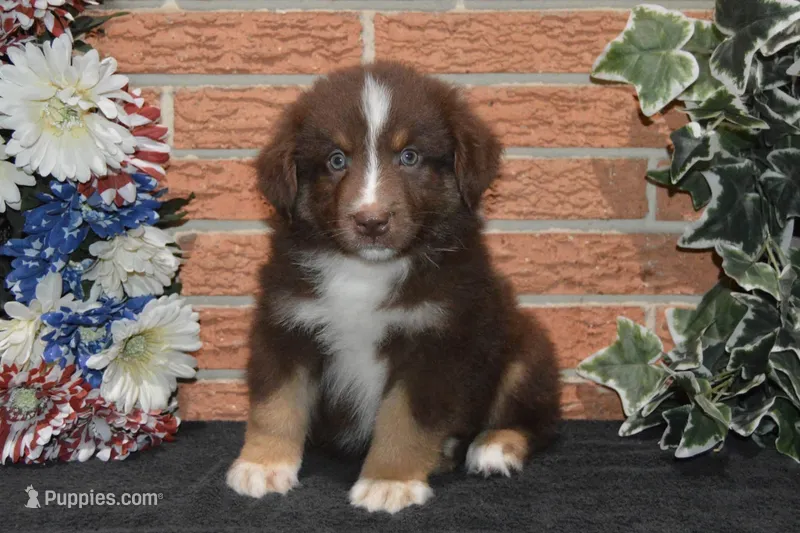 Kora #3 – Australian Shepherd puppy for sale in Canton, TX