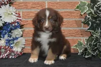 Kora #3, a male Australian Shepherd for sale in Canton, TX – 1 of 1