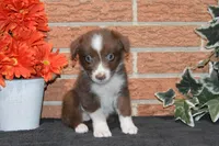 Kelcie #4, a male Australian Shepherd for sale in Canton, TX – 2 of 5