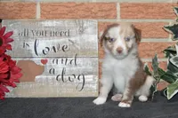 Kelcie #3, a male Australian Shepherd for sale in Canton, TX – 3 of 5