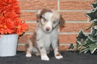 Kelcie #3, a male Australian Shepherd for sale in Canton, TX – 2 of 5