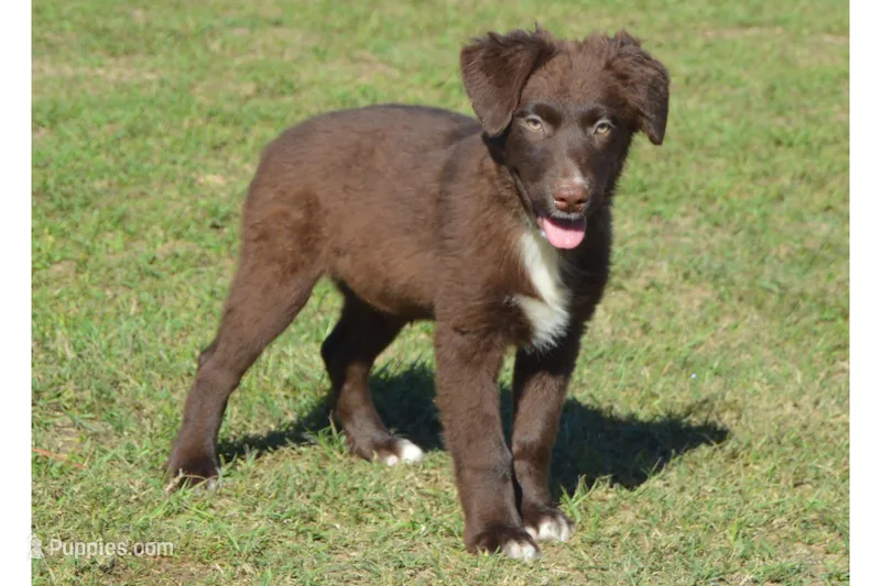 Roja #6 – Australian Shepherd puppy for sale in Canton, TX