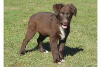 Roja #6, a male Australian Shepherd for sale in Canton, TX – 1 of 10