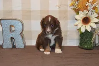 Kora #4, a male Australian Shepherd for sale in Canton, TX – 6 of 7