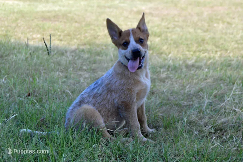 Teeter #2 – Australian Cattle Dog puppy for sale in Canton, TX