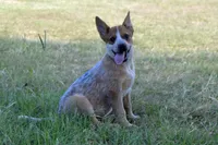 Teeter #2, a male Australian Cattle Dog for sale in Canton, TX – 2 of 9