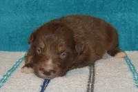 Roja #7, a male Australian Shepherd for sale in Canton, TX – 2 of 2