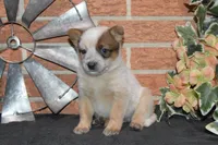 Zona #7, a female Australian Cattle Dog for sale in Canton, TX – 3 of 5