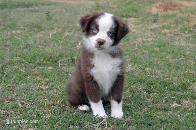 Ellie #2 – Australian Shepherd puppy for sale in Canton, TX
