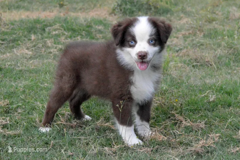 Ellie #2 – Australian Shepherd puppy for sale in Canton, TX