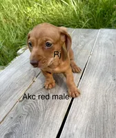 Red, a male Miniature Dachshund for sale in New London, NC – Photo 1 of 2