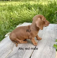 Red, a male Miniature Dachshund for sale in New London, NC – Photo 2 of 2