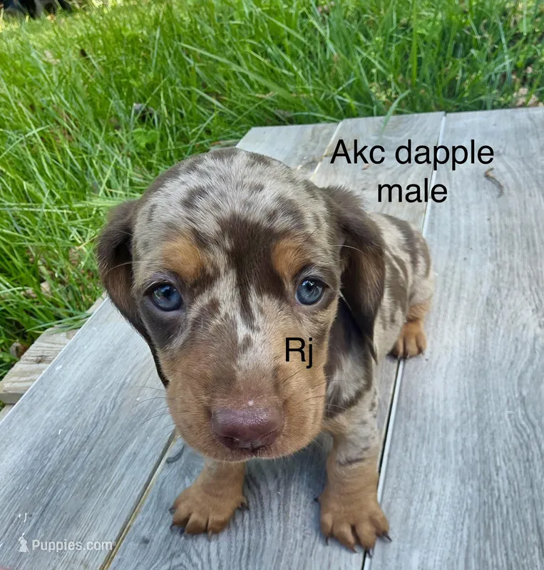 Dapple boy – Miniature Dachshund puppy for sale in New London, NC