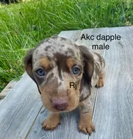 Dapple boy, a male Miniature Dachshund for sale in New London, NC – Photo 1 of 2