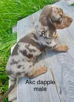 Dapple boy, a male Miniature Dachshund for sale in New London, NC – Photo 2 of 2