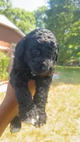 Cosmo , a male Bordoodle for sale in Morganton, NC – 2 of 3