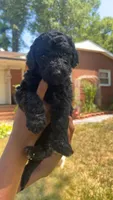 Benson, a male Bordoodle for sale in Morganton, NC – 2 of 3