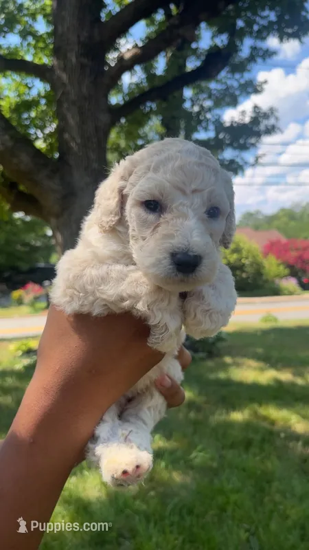 Ice bear – Bordoodle puppy for sale in Morganton, NC