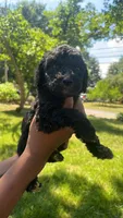 Garcello , a male Bordoodle for sale in Morganton, NC – 2 of 3
