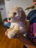 processed/e5614e75-3f8c-4d86-a0eb-d091b2f70b32/listing/32d34f84-9428-46a2-b0ac-7b6ea591e31a/5e63f351-e654-458a-976d-73b551685f40