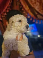 processed/e5614e75-3f8c-4d86-a0eb-d091b2f70b32/listing/32d34f84-9428-46a2-b0ac-7b6ea591e31a/9e6b192f-9e39-4cf8-a295-6210558d55d8