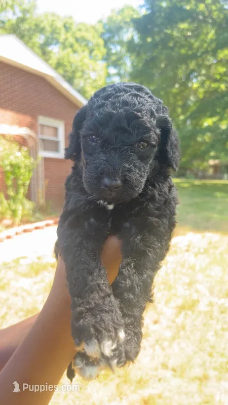 Cosmo  – Bordoodle puppy for sale in Morganton, NC