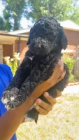 Cosmo , a male Bordoodle for sale in Morganton, NC – 3 of 3