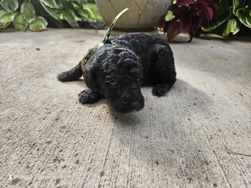 Ash – Bordoodle puppy for sale in Morganton, NC