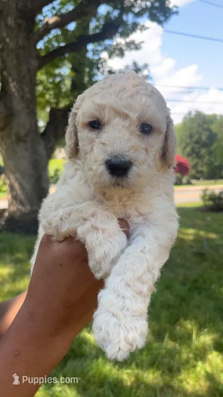 Coco  – Bordoodle puppy for sale in Morganton, NC