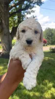 Coco , a male Bordoodle for sale in Morganton, NC – 1 of 3
