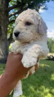 Coco , a male Bordoodle for sale in Morganton, NC – 3 of 3
