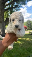 Ice bear, a male Bordoodle for sale in Morganton, NC – 2 of 3