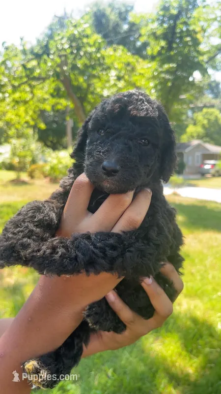 Garcello  – Bordoodle puppy for sale in Morganton, NC