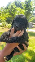 Garcello , a male Bordoodle for sale in Morganton, NC – 1 of 3
