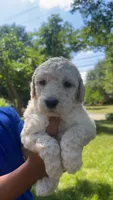 Coco , a male Bordoodle for sale in Morganton, NC – 2 of 3